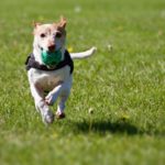 The 5 Finest Free Online Canine Training Courses To Show Your Pup New Tricks